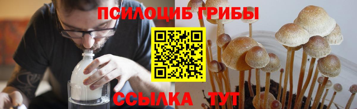 Галлюциногенные грибы Psilocybe  Вход с VPN  Саянск 